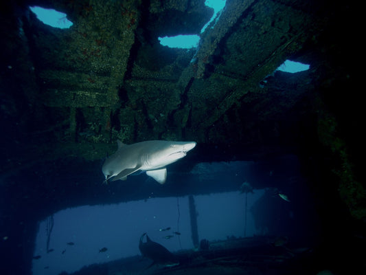 See the newest Underwater Shark Video From Hollywood Divers
