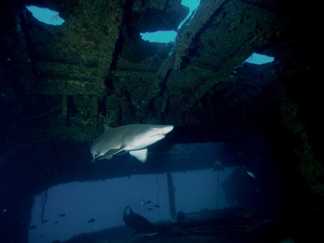 See the newest Underwater Shark Video From Hollywood Divers