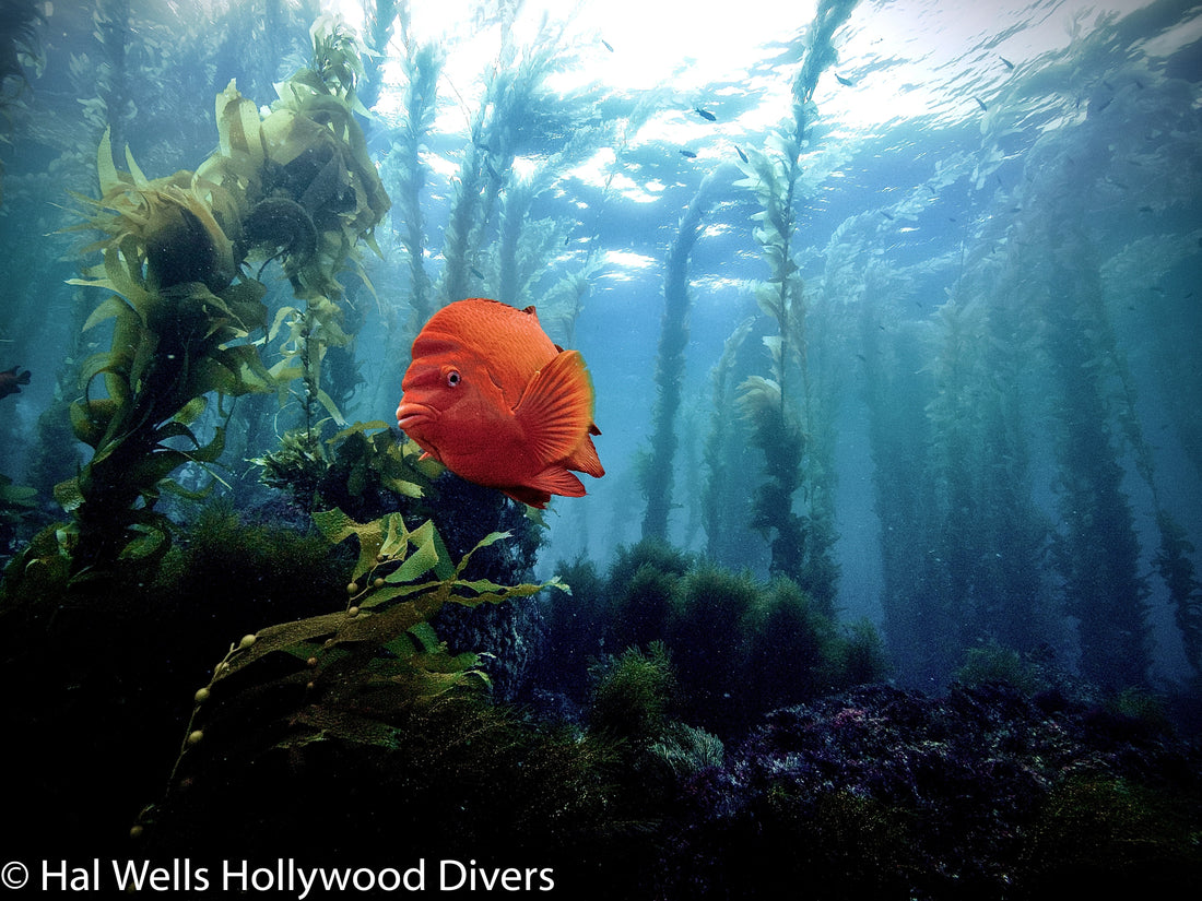 Feb Events With Hollywood Divers