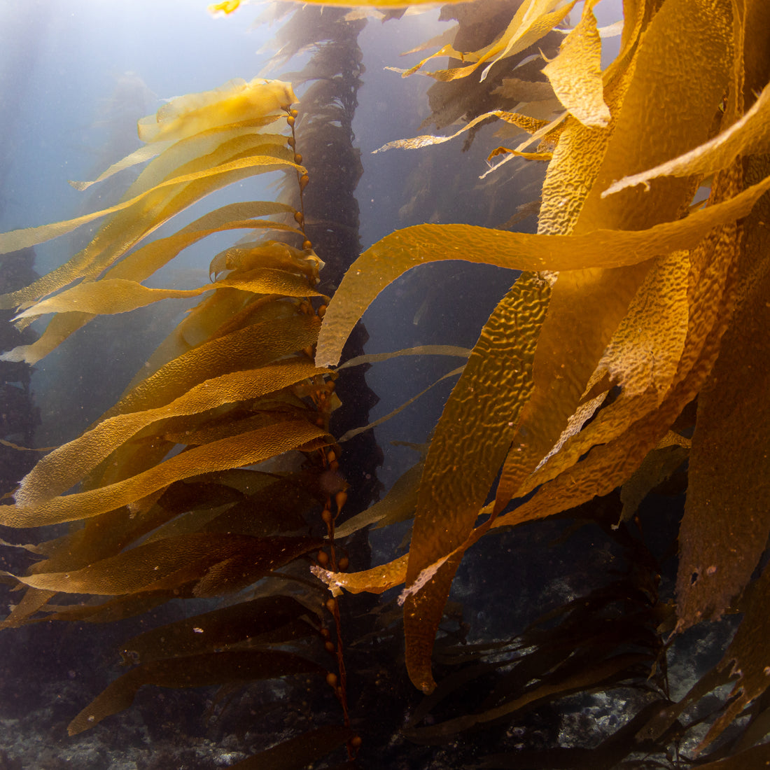 Check out NBC's Gadi Shwartz on Kelp and Urchins