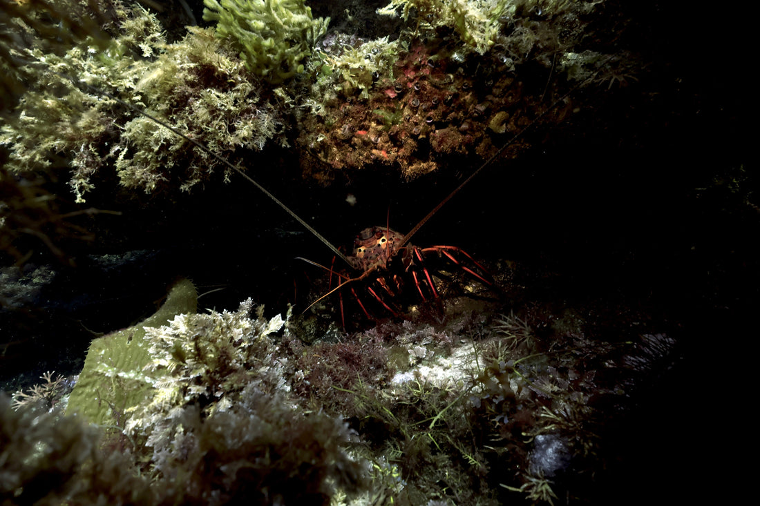 Trip Report September 18th Aboard the Spectre Dive Boat - Are You Ready For Lobsta ?