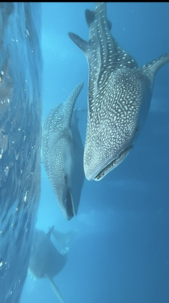 Whale sharks 