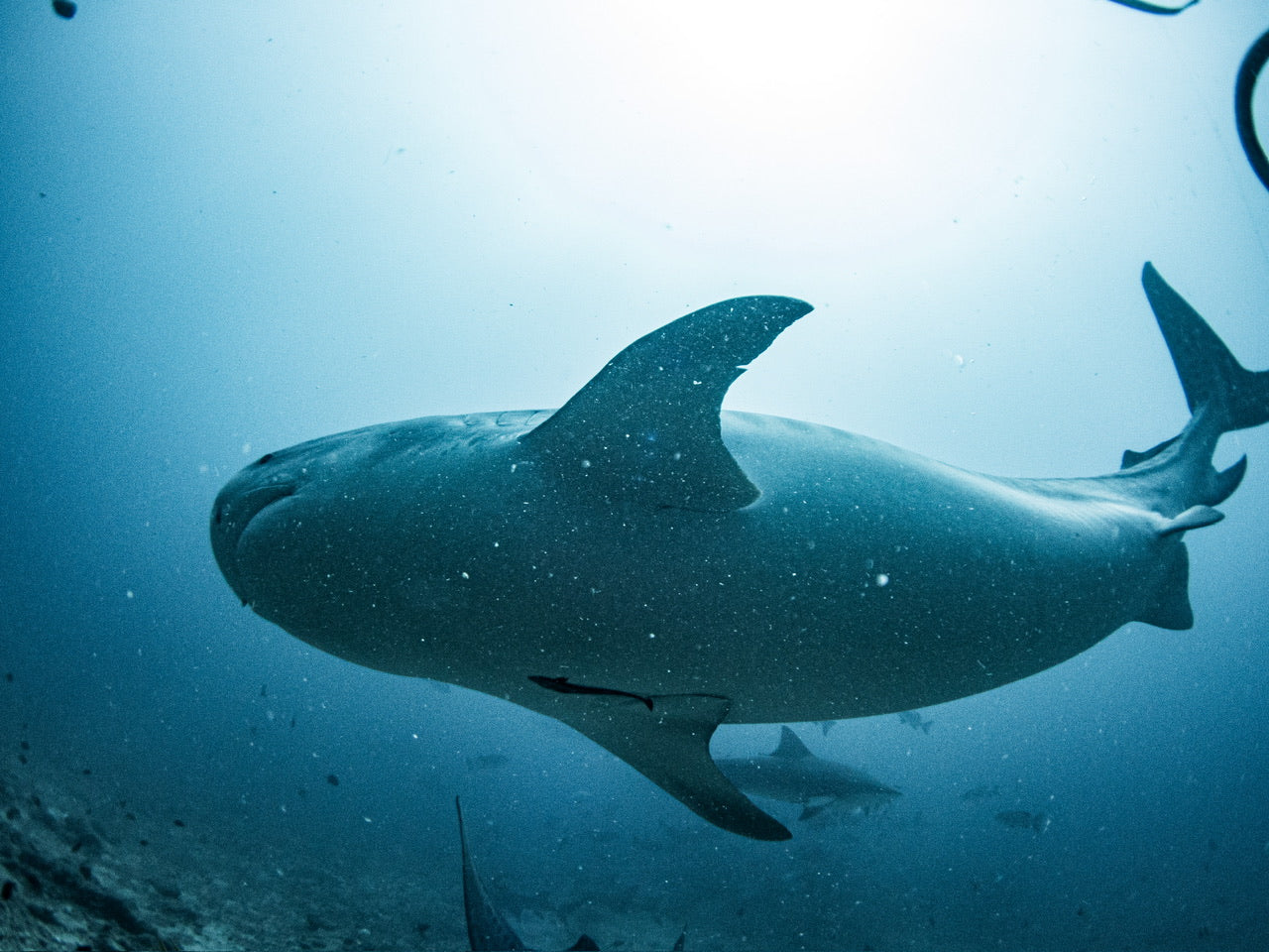 Underwater Cinematographer Course Through Hollywood Divers - NAUI Instructor Vance Burberry ASC