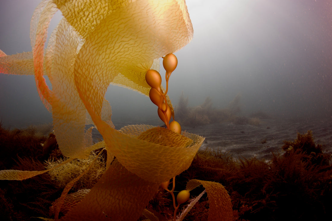 Ikelite Explains Underwater Strobe Photography