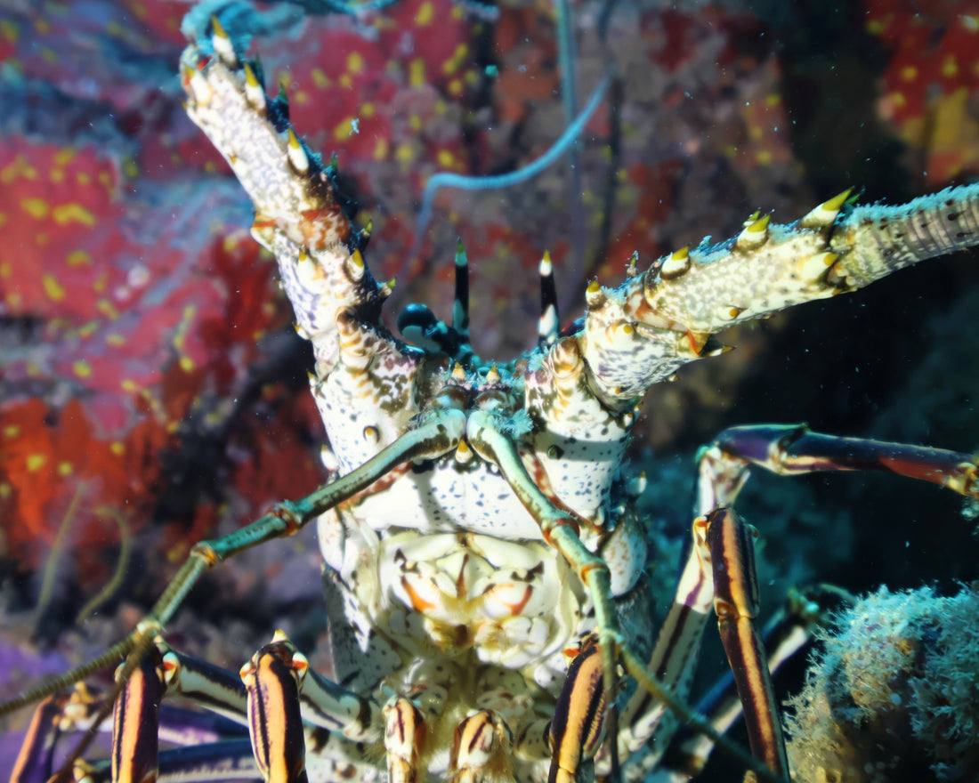 Lobster Hunting 2025 2025 So Cal Lobster Season Hollywood Divers