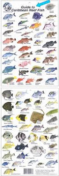 Trident CALIFORNIA FISH ID