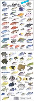 Trident CALIFORNIA FISH ID