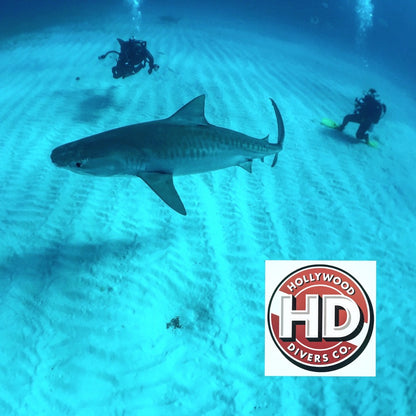 Large Tiger Shark with Hollywood Divers at Tiger Sharks 