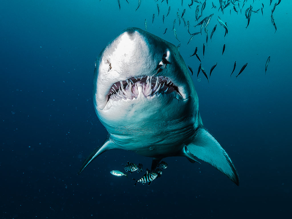 Invite only North Carolina June 21 to 28 2026 Sharks n Wrecks. Piggly Wiggly and Cornbread
