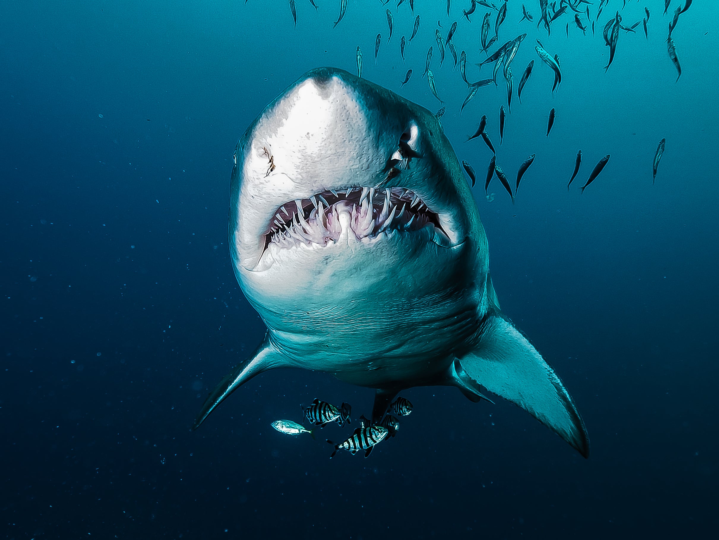 Invite only North Carolina June 21 to 28 2026 Sharks n Wrecks. Piggly Wiggly and Cornbread