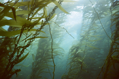 Black Friday November 28th 2025 Spectre Anacapa Boat Dive