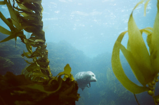 Black Friday November 28th 2025 Spectre Anacapa Boat Dive