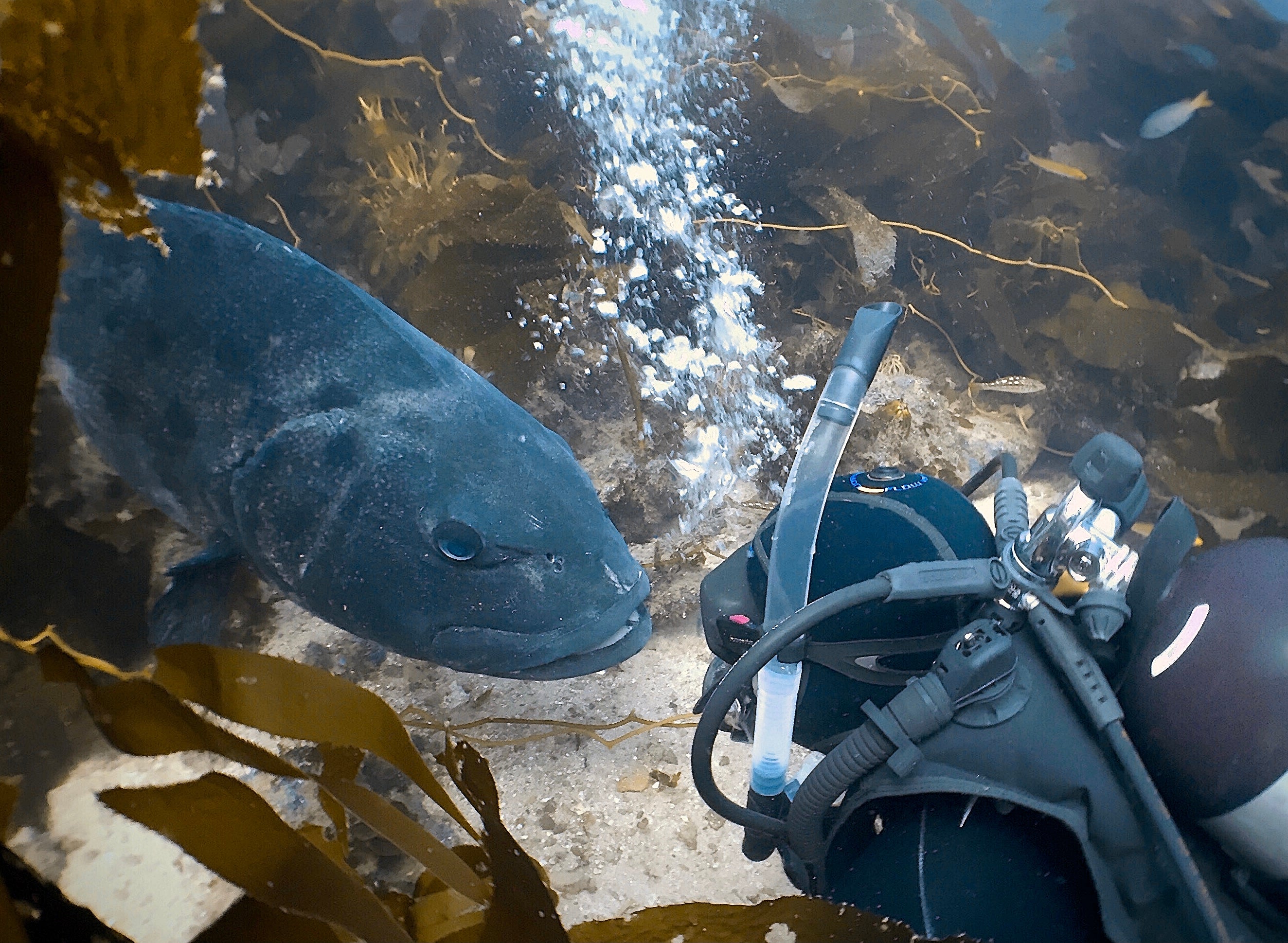 Padi Openwater Scuba Diver - Beginner Diving Course