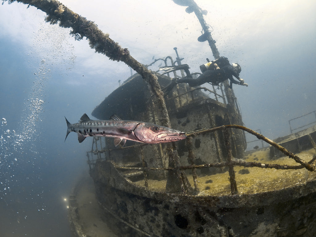 Invite only North Carolina June 21 to 28 2026 Sharks n Wrecks. Piggly Wiggly and Cornbread