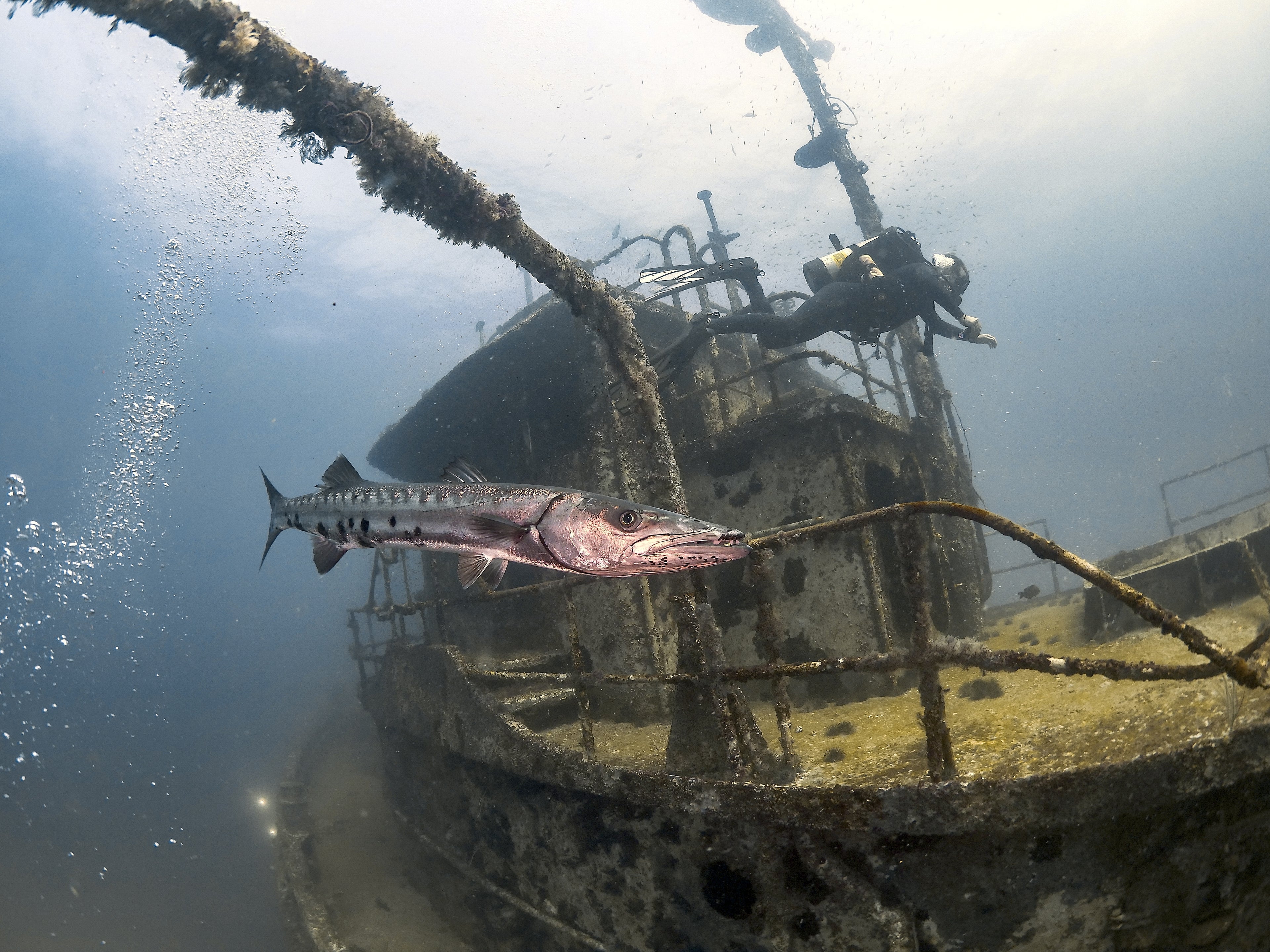 Invite only North Carolina June 21 to 28 2026 Sharks n Wrecks. Piggly Wiggly and Cornbread