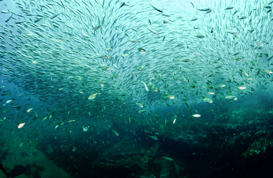 2025 NC Trip by Invitation Only