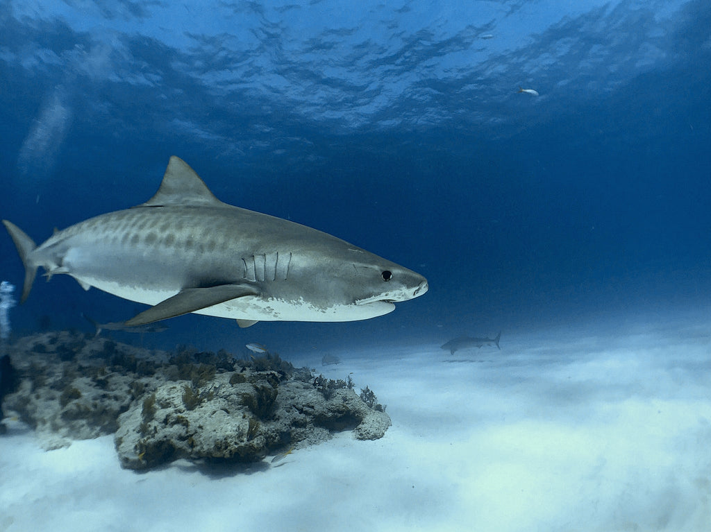UNDERWATER FILM SERVICES - Information Only - Do Not Place in Cart