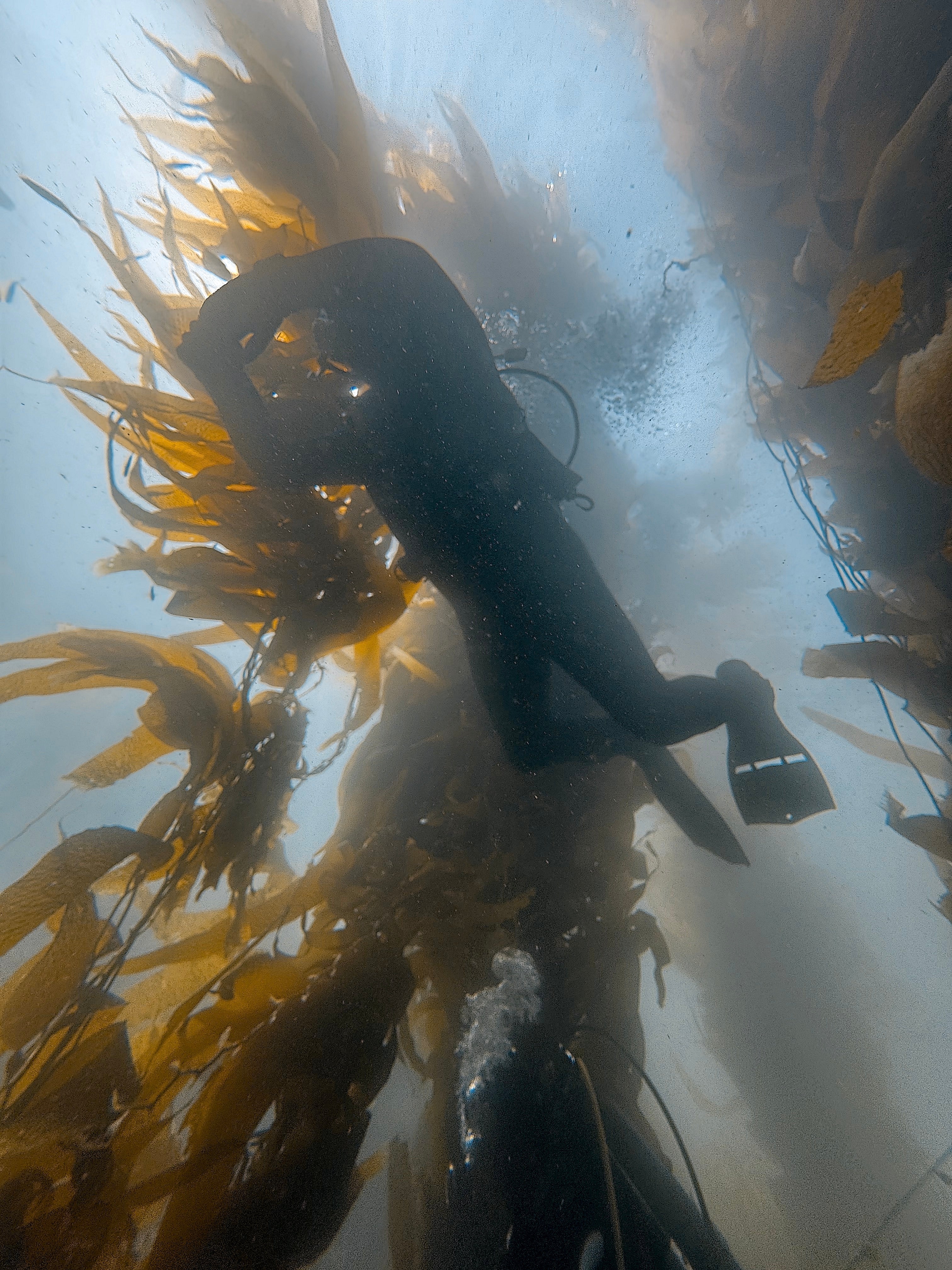 Spectre Boat Dive July 31st Trip (SOLD OUT!!)