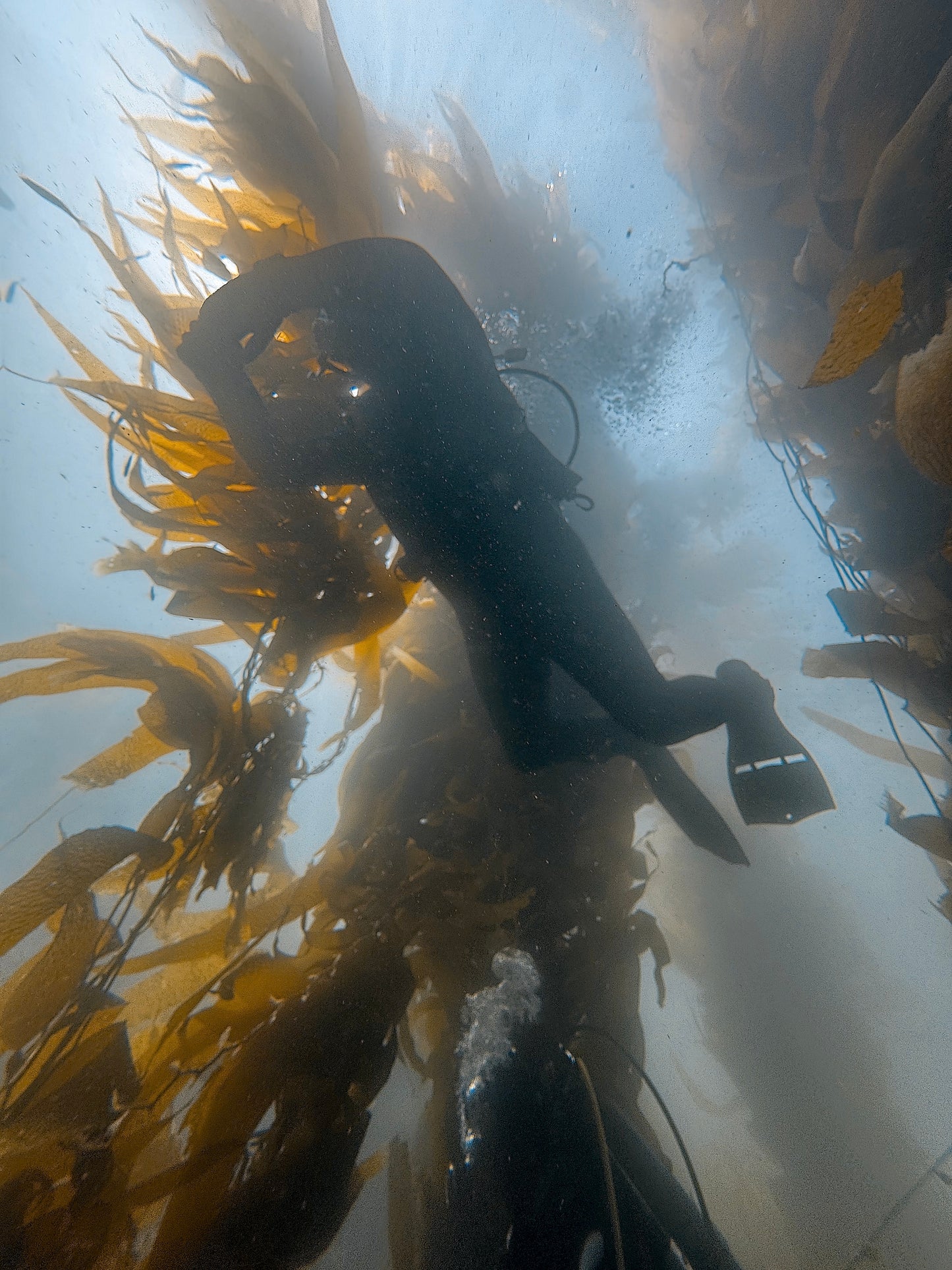Black Friday November 28th 2025 Spectre Anacapa Boat Dive