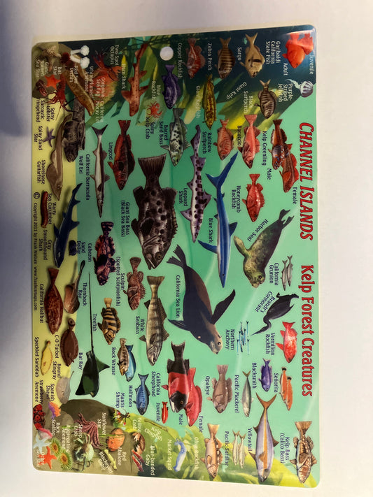 Trident Catalina Island Kelp Forest Creatures