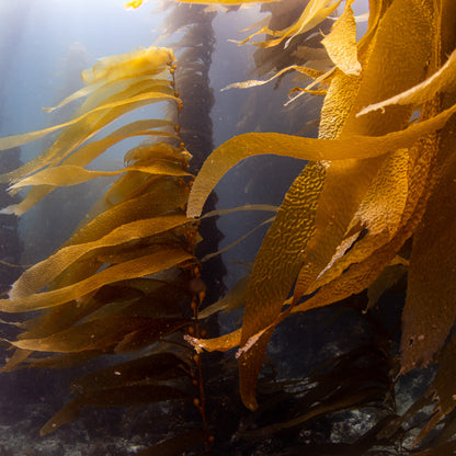 Ikelite CANON R10 KIT W/ PORT, CAMERA, LENS, HANDLES & VACUUM