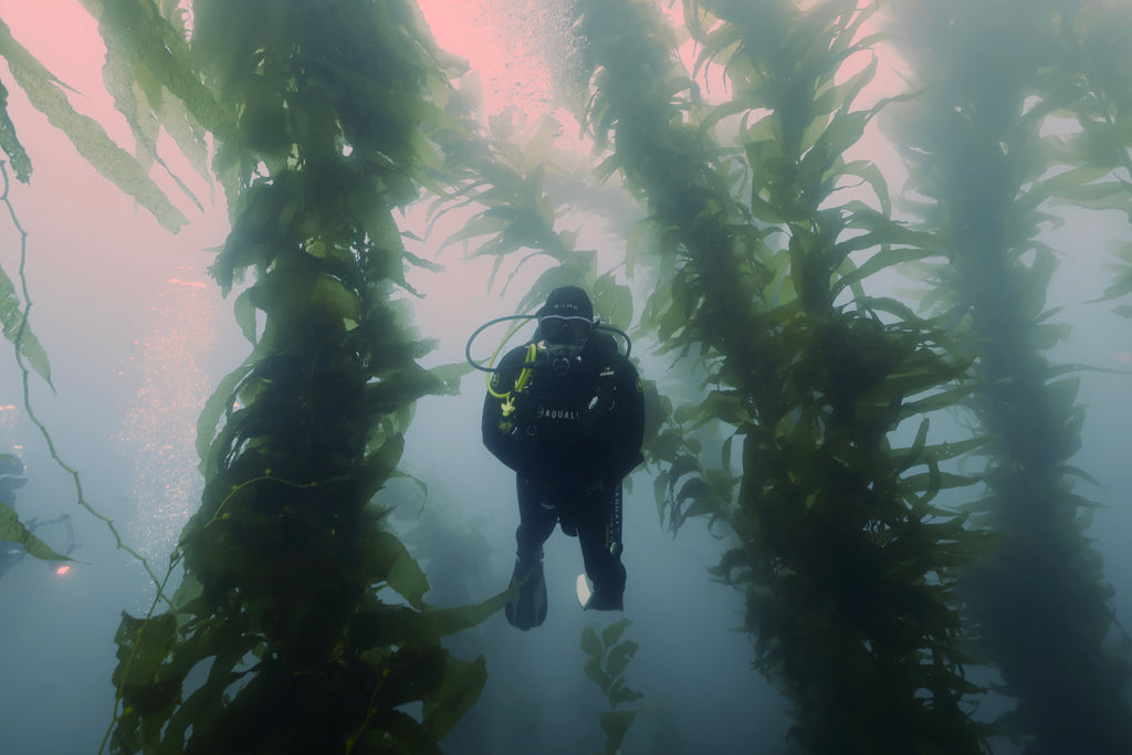 Basic Open Water Scuba Diver E-Learning Begin Here