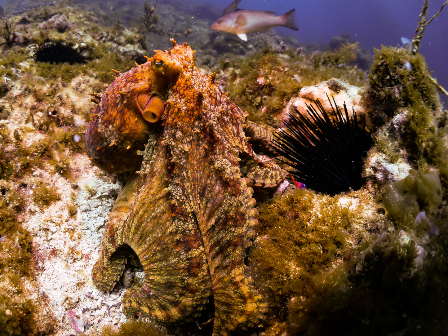Black Friday November 28th 2025 Spectre Anacapa Boat Dive