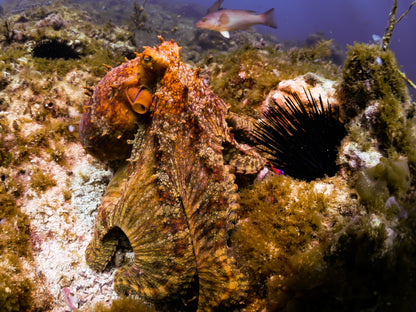 Black Friday November 28th 2025 Spectre Anacapa Boat Dive