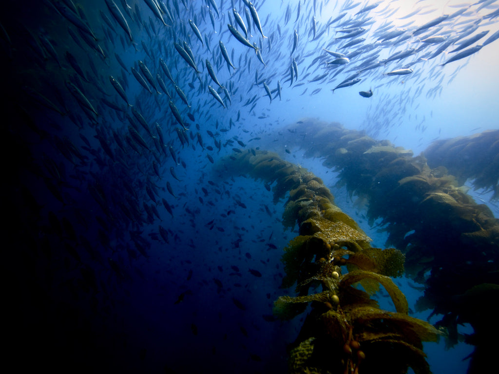 Hollywood Divers Private Class for Beginner SCUBA INFORMATION ONLY Do Not Place in Cart