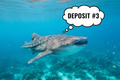 A whale shark with a thought bubble that reads deposit #3