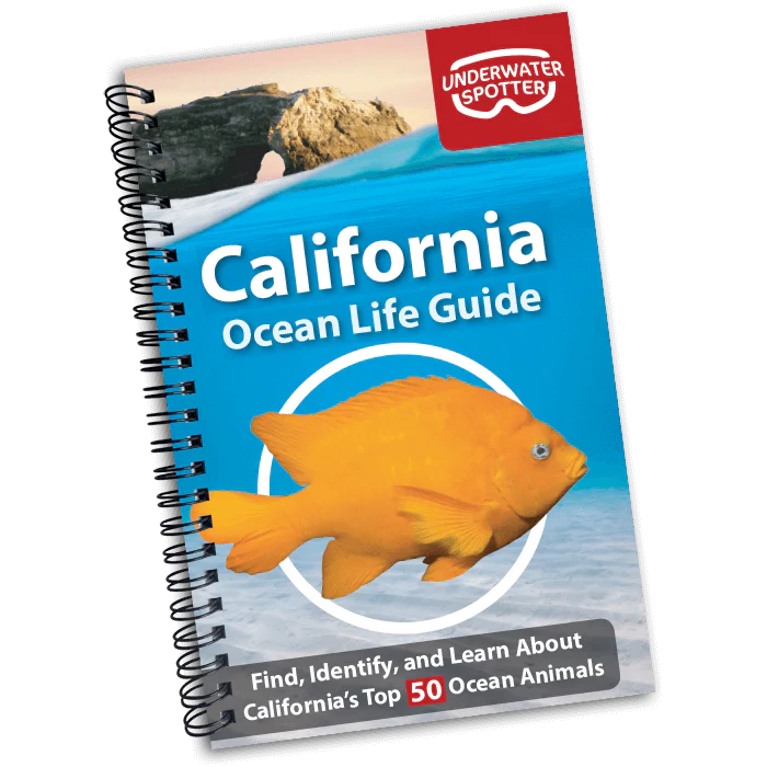 California Ocean Life Guide