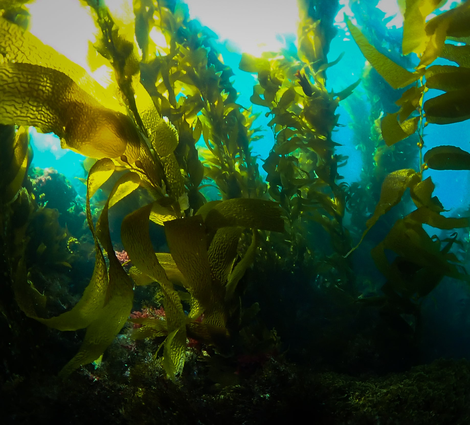 Channel Islands National Park Boat Diving, Snorkeling