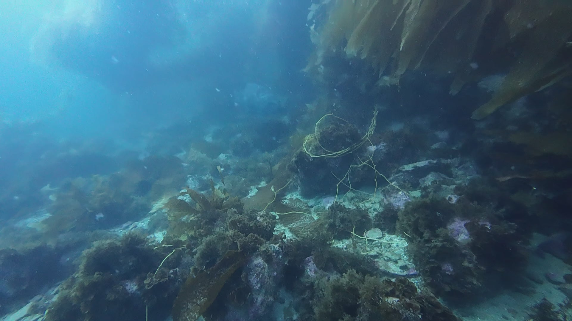 Hollywood Divers Private Class for Beginner SCUBA INFORMATION ONLY Do Not Place in Cart