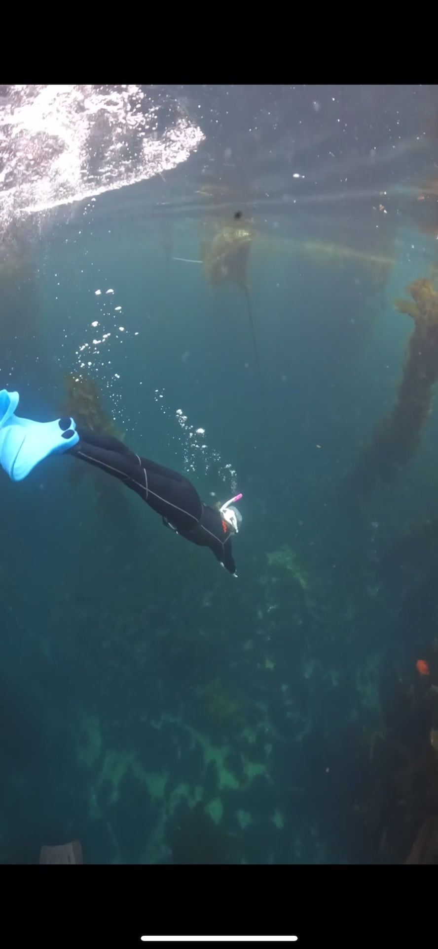 PADI Mermaid Classes (Call to Inquire About Prices)